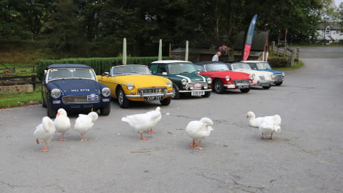 A group of classic vehicles lined up with Geese walking in front